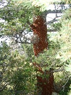 Ladybugs on Shaefer's Peak